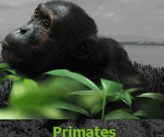 Foto's van Oeganda, primates